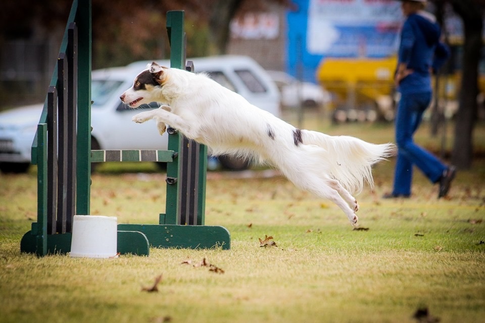 Anniken jumping over a hurdle at an agility competition