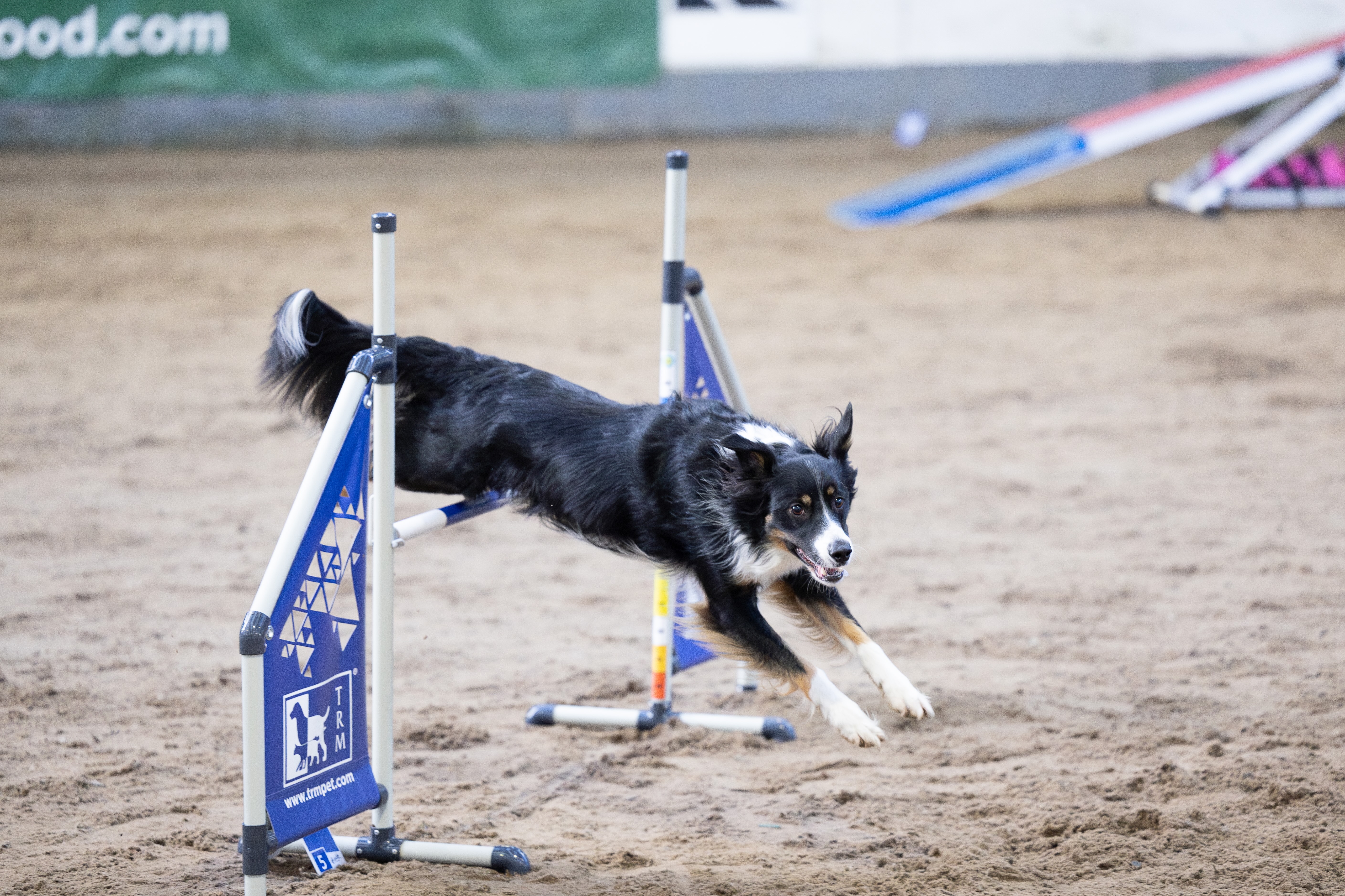 Murphy the border collie jumping at an agility competition